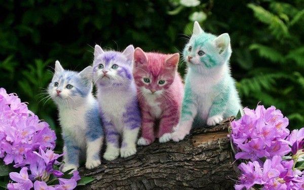 Une palette de chat coloré