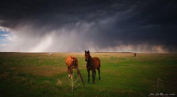 Cheval sous la tempête...