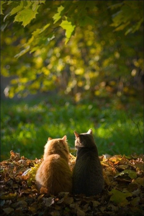 Deux chats automne...