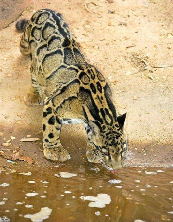 Leopard aver une robe rare...