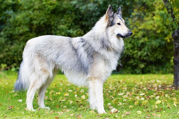 superbe chien