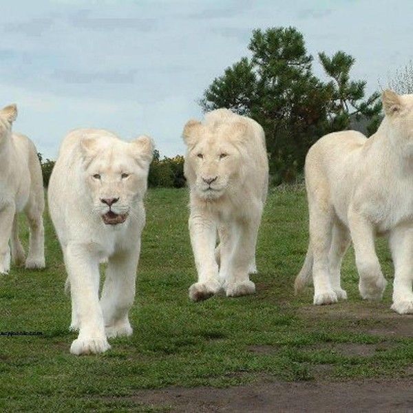 lion blanc....