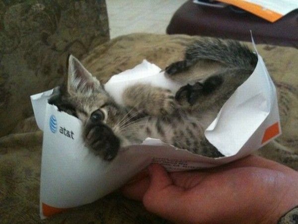 Chaton par la poste