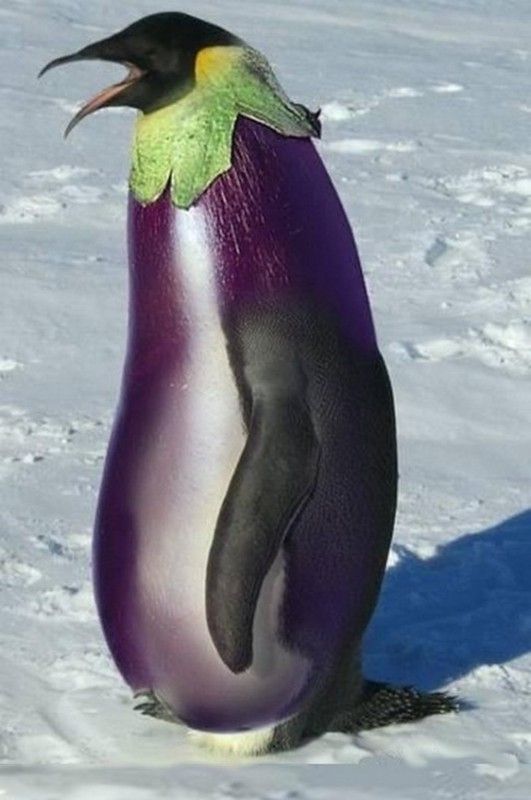 Pingouin aubergine....