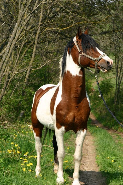 un trotteur