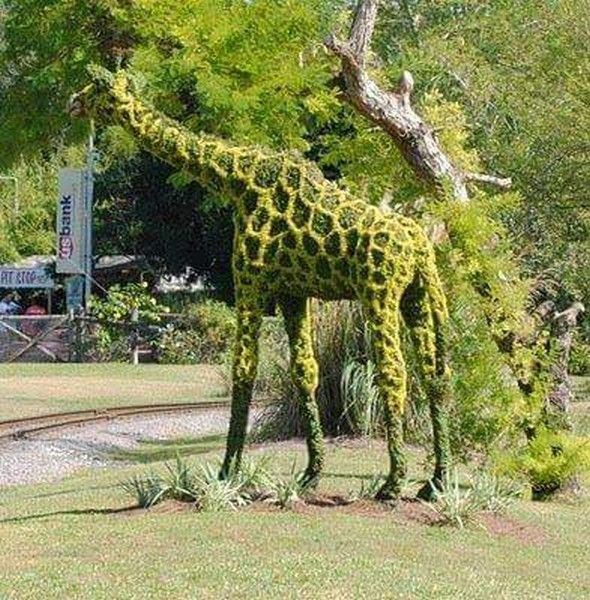 haie girafe