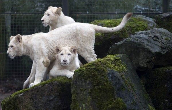Lionne albinos