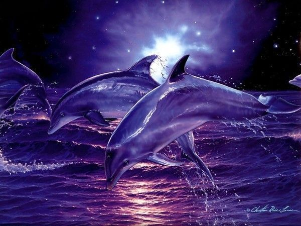 dauphins