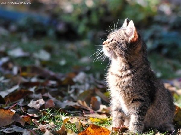 Chat automne