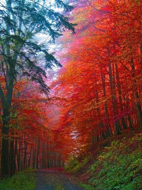 sentier automne