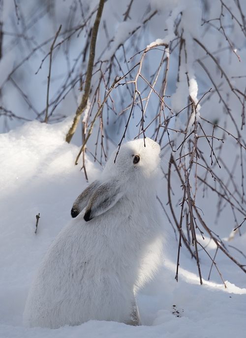 Joli lapin des neiges..hi.hi..