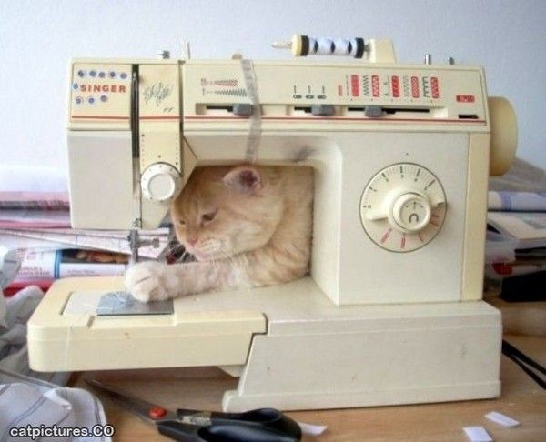 Chat couturier....