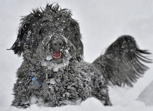 Neige collante...