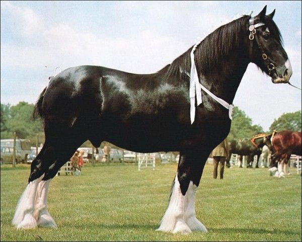 cheval