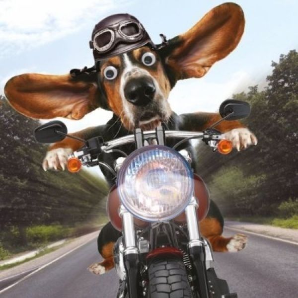 chat y'est.....le road trip