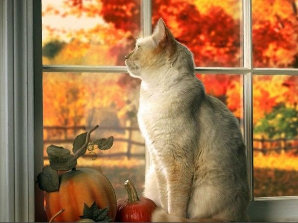 Chat d'automne
