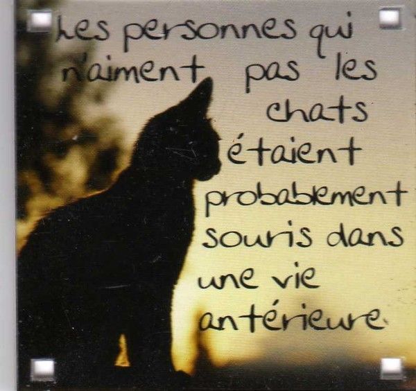 philosophie..de chat