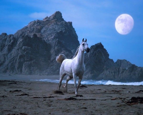 Camargue sous la lune