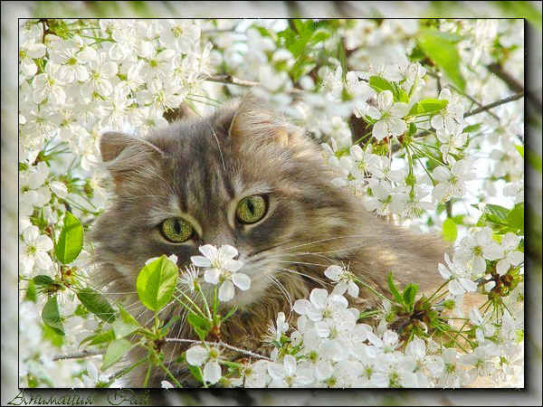 chat printemps