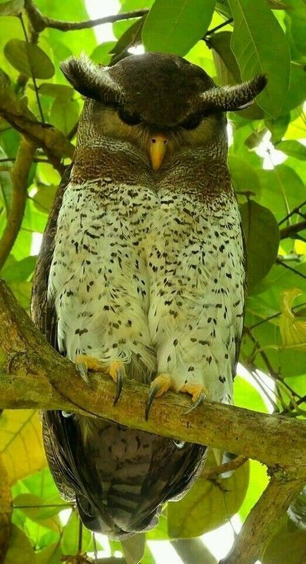 ou watcher.....hi.hi...