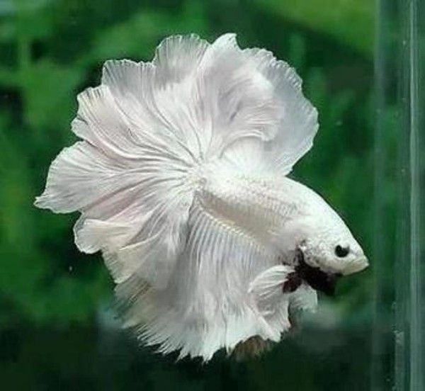 Un poisson albinos