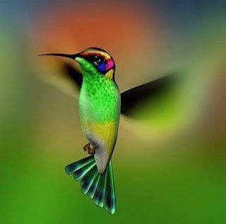Magnifique Colibri...
