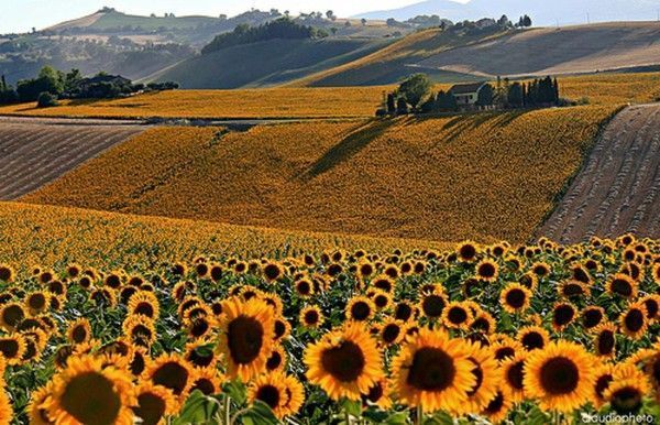 champs de tournesol....