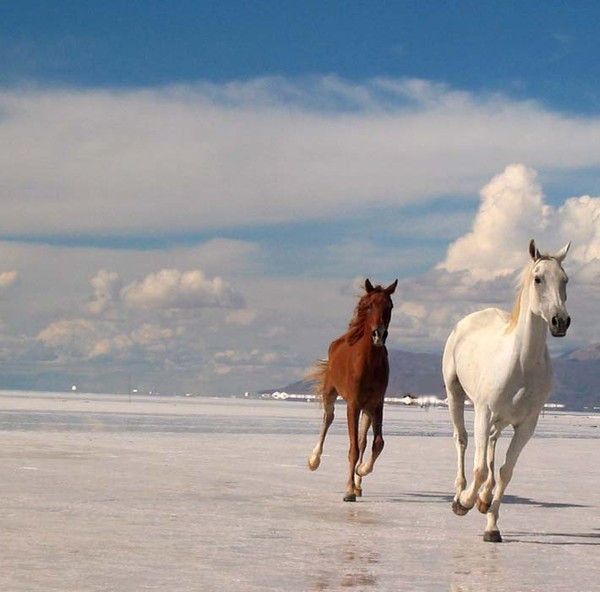 Cheval...à la mer.....