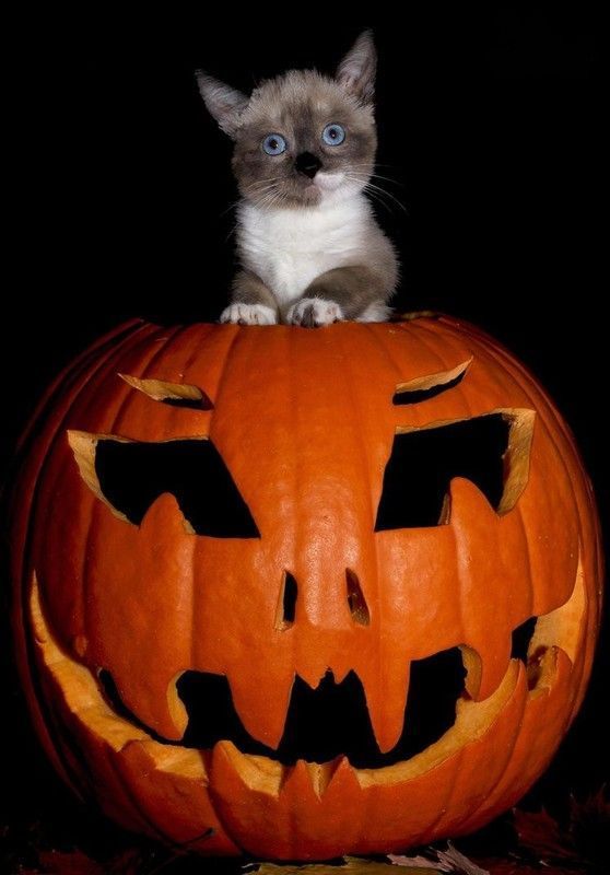 chat halloween