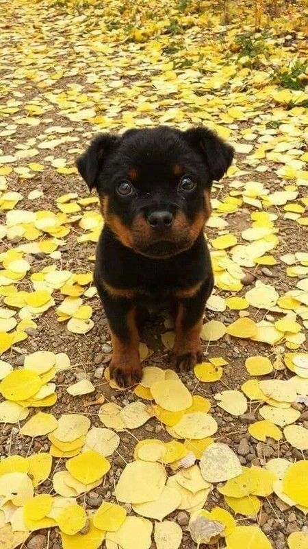 un chien