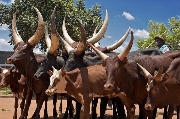 Watusi