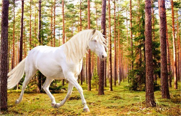 cheval..blanc