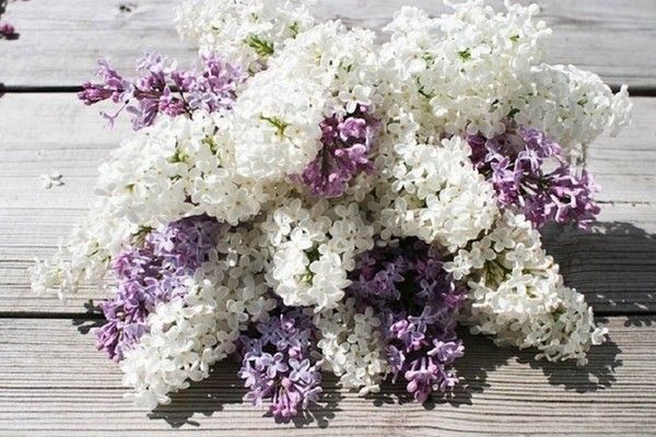 les lilas........chat cé...un bon signe