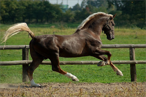 Beau cheval...