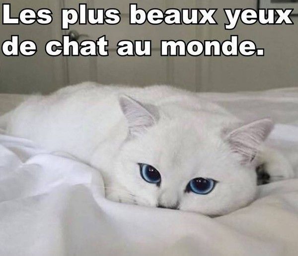 beau yeux