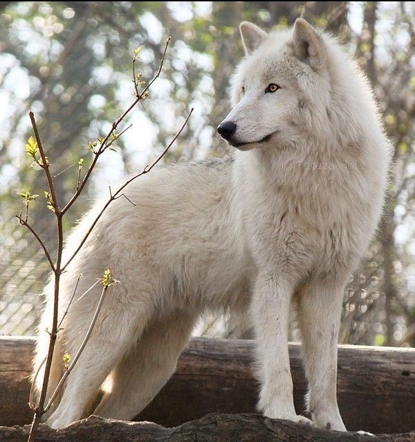 loup...blanc