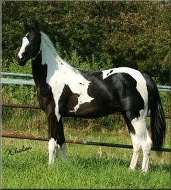 Paint horse