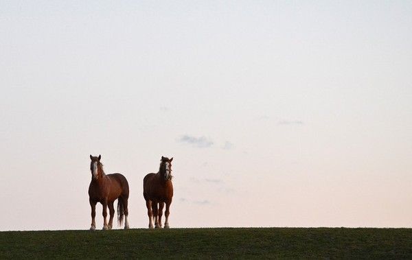 Cheval..sur la coline
