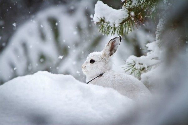 ben oui...mon  lapin