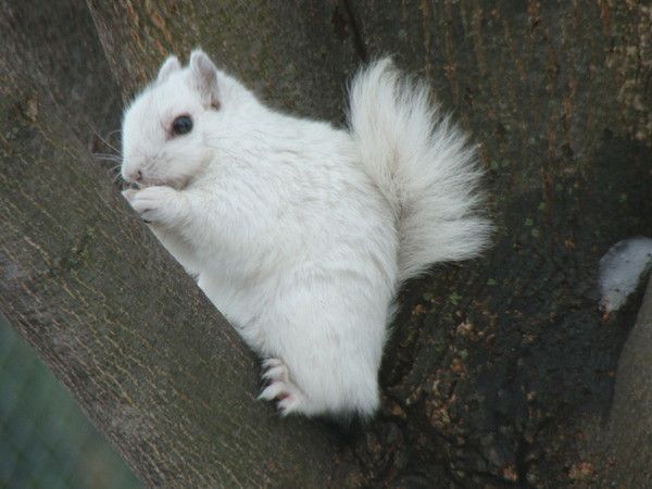 Écureuil...tout blanc...