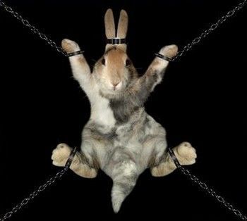 Le lapin pâques prit en otage...