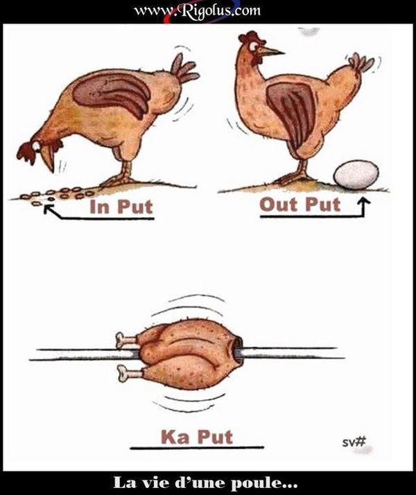 La vie d'une poule