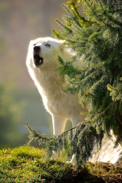 Loup blanc...