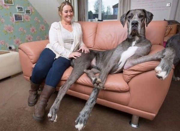Big chien...