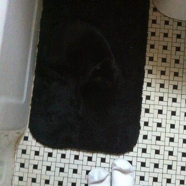 Trouvez le chat
