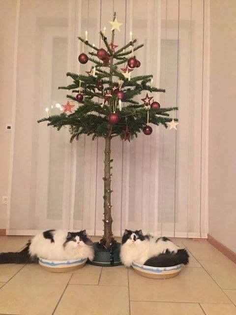 arbre a chat