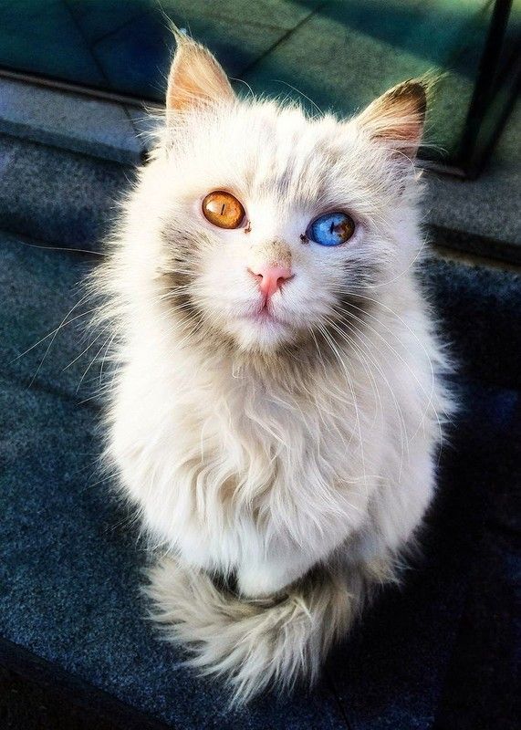 beau yeux