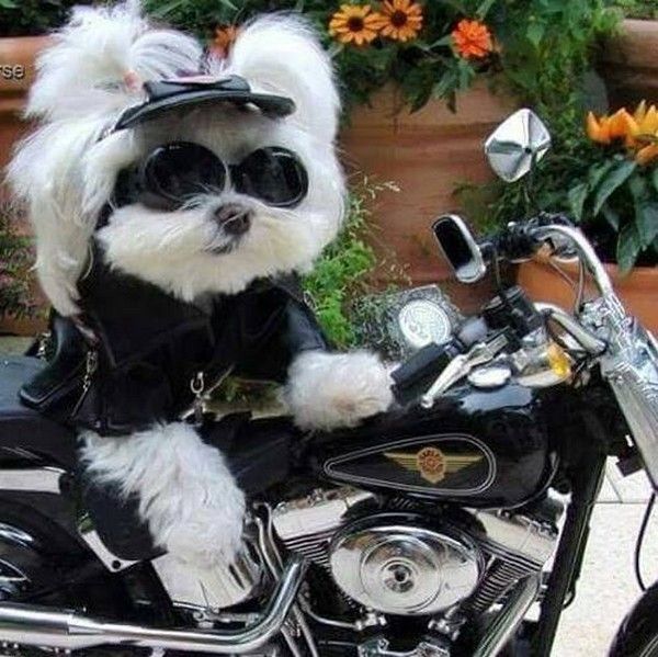 moé...j'ai pas besoin...hi.hi..