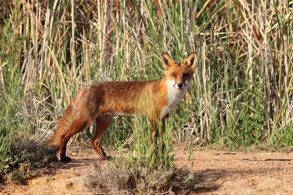 un renard