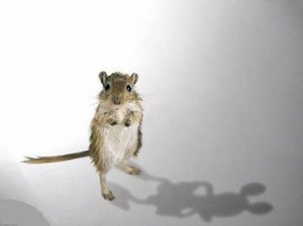 Souris ....Mickey Mousse.....